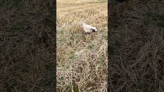 Barney dog excited for no known reason tibetanterrier funnyanimals [upl. by Melgar]