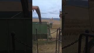 Harvesting canola in cab view🚜 agriculture ytshorts harvestingcanola caseih johndeere [upl. by Rebna]