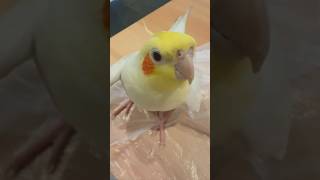 Baby parrot cocktail singing song new cocktail birds singingsong parrot viralvideo viralshort [upl. by Eetsirk]