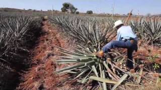 Making tequila harvesting a blue agave plant in Mexico [upl. by Ardel]