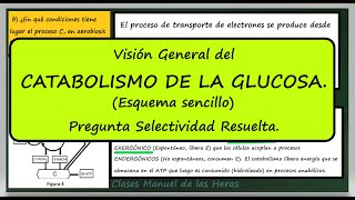 Catabolismo de la Glucosa Esquema Sencillo con Visión General EBAU Biología 2020 [upl. by Clayton]