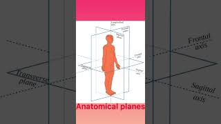 Anatomical Planes profroyalpatel anatomicalplanes anatomy pharmacompany [upl. by Ynohta772]