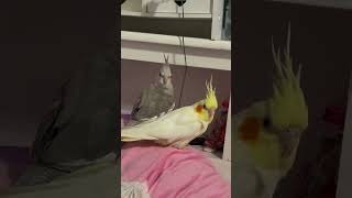 cockatiel birds cockatielbird cockatielsinging cockatielsound parrot pets ytshorts shorts [upl. by Zamora736]