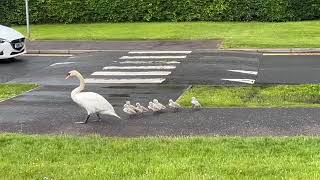 Forth Valley Royal Hospital Swan Parade 8 cygnets this time May 2024 [upl. by Anayaran]