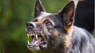 Dog Snarling  Dog Snarling Sound Effect [upl. by Cris922]