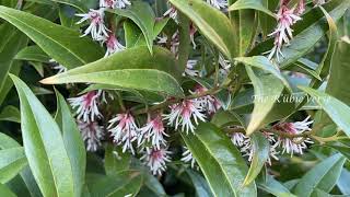 Sarcococca Plant [upl. by Aicertap]