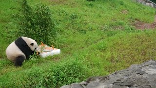 Smithsonian National Zoo Panda Cam [upl. by Delastre]