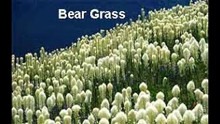 Benefits of Alfalfa American Bistort and Bear Grass [upl. by Beasley]