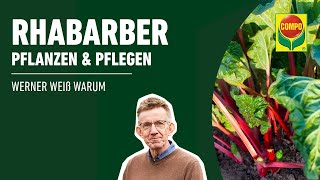 Rhabarber pflanzen und pflegen  COMPO [upl. by Hagen]