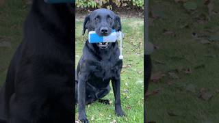 Gundog Training ​⁠dogfield4424 labradorretriever [upl. by Sedecram852]