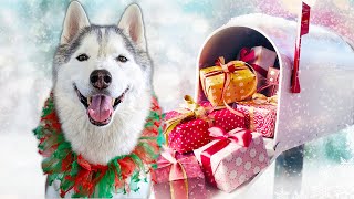 My Husky Sends YOU a Christmas Card 🎄 Holiday Card Exchange 2021 [upl. by Pinchas]