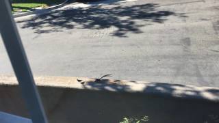 Pin Tailed WhydahCalifornia Laguna Niguel [upl. by Atlee922]