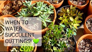 70 WHEN TO WATER SUCCULENT PLANT CUTTINGS AND HOW MUCH [upl. by Neall310]