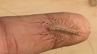 Will it Bite House CentipedeThe Insect Ur [upl. by Pritchard]