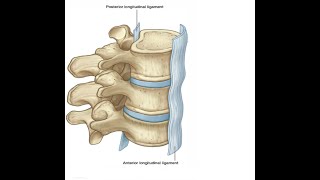 Two Minutes of Anatomy Anterior Longitudinal Ligament [upl. by Enitnelav222]