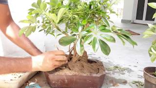 How to make schefflera plant as Bonsai  Tips and care RePotting of Schefflera plant in hindiUrdu [upl. by Charlotte]