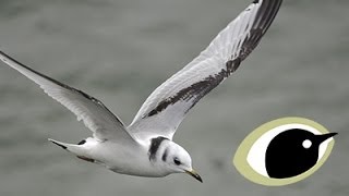 BTO Bird ID  Kittiwake and Other Small Gulls [upl. by Ssitnerp]