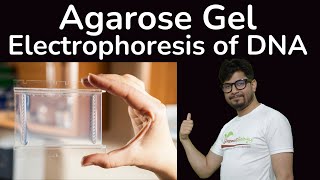 Agarose Gel Electrophoresis  Animated Video [upl. by Ronnie]