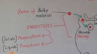 Endocytosis and Exocytosis Explained in Englush amp Urdu [upl. by Ecinna]