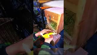 Breeding Season 🥰 shorts youtubeshorts birdskeeping lovebirds birdskeeping parrots [upl. by Sadinoel]