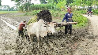 Bullock carriage cart accident with full load  Stuck with loaded jute [upl. by Caundra]