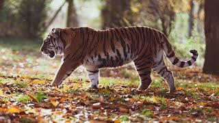 Best Tiger Roar Sound amp Growling in Forest Latest Video Full HD [upl. by Shanda]