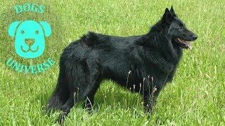 GROENENDAEL ► Characteristics and temperament 🐶 [upl. by Ydnarb513]