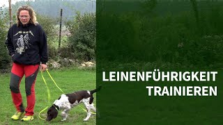 Leinenführigkeit trainieren ► 3 Tipps wie Du Leinenführigkeit trainieren kannst [upl. by Kemble591]