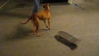 Rhodesian Ridgeback Tyra on a skateboard [upl. by Nylkoorb]