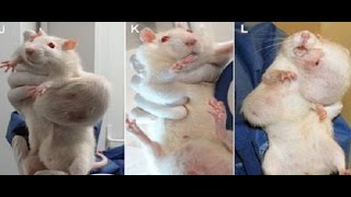 GMOs and Roundup  GMOs Cause Tumors in Rats Scientist Wins Defamation Lawsuit [upl. by Oiludbo]