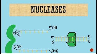 Nucleases  Exonucleases  Endonucleases [upl. by Asirap570]