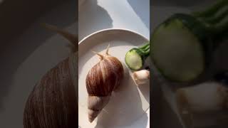 Coquille d’escargot géant cassée 😞 YouTubeCreatorCommunity [upl. by Acinhoj]