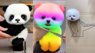 Cute Pomeranian Puppies Doing Funny Things 4  Cute and Funny Dogs  Mini Pom [upl. by Natehc551]