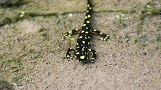 Kurdistan Newt  Neurergus microspilotus  بوکە کانی  سەلەمەندەر [upl. by Naehgem]