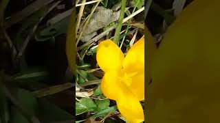 crocuses blooming in the garden 5 minutes in the garden ASMR nature flowers [upl. by Yetnom]