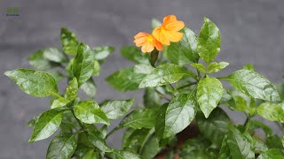 Crossandra infundibuliformis or firecracker flower propagation and care [upl. by Dorsman824]