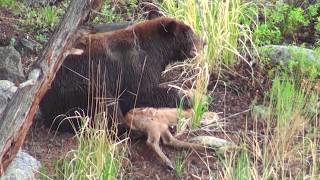 Bear eats elk calf alive  RAW uncut version  Yellowstone National Park [upl. by Lemor998]