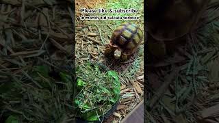 Sulcata tortoise 🐢 sulcatatortoise sulcata swetlandtortoises foryou subscribe tortoise [upl. by Gall]