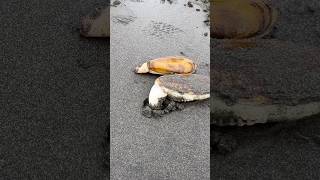 Razor Clam Digging a Hole [upl. by Ellenid208]