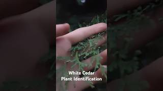 White Cedar Plant Identification  Medicinal Plants 🕊 herbalism foraging [upl. by Epotimet923]