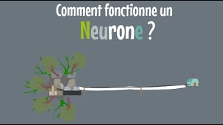 9  Le neurone 23  Comment fonctionne un neurone [upl. by Eivla]