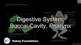 Digestive System Buccal Cavity Pharynx Biology Lecture  Sabaqpk [upl. by Hammad]