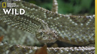 The Cascabel Rattlesnake  Worlds Deadliest Snakes [upl. by Charlean]