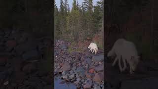 White Wolf wolf wildnorth explore jonasexpeditions [upl. by Ursulette695]