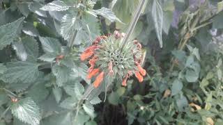 leonotis nepetifolia flowers [upl. by Nannerb]