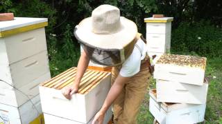 Why Managing Bee Hives as Single Brood Chambers Works [upl. by Eiroj]