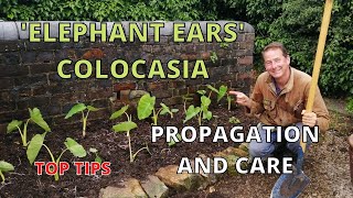 Colocasia Elephant Ear Plant Esculenta Propagation Watering Feeding Winter Care Top Tips [upl. by Isbella776]