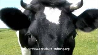 Stiftung für Tierschutz Hof Butenland Kühe 8 [upl. by Atiekahs]