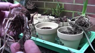 AMARYLLIS BULB PREP AND POTTING [upl. by Anialram]