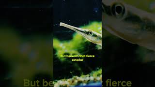 Relaxing Asian Needle Gar Facts 🐟🌊 [upl. by Quint]